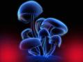 Magic Shrooms update